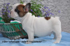 Photo №1. french bulldog - for sale in the city of Prostějov | Is free | Announcement № 51314