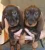 Photo №1. dachshund - for sale in the city of Adelaide | 350$ | Announcement № 108061