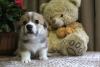 Photo №3. adorable pembroke welsh corgi puppies. Russian Federation