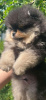 Photo №4. I will sell pomeranian in the city of Kharkov. private announcement, from nursery, breeder - price - 1796$