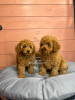 Photo №2 to announcement № 67196 for the sale of poodle (dwarf) - buy in Germany private announcement, breeder