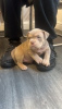 Photo №3. lovely and friendly males and females Pocket bully ready for a new home, contact. Iceland