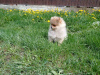 Photo №4. I will sell pomeranian in the city of Prague. breeder - price - 740$