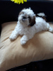 Photo №1. shih tzu - for sale in the city of Kharkov | 414$ | Announcement № 10413