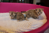 Photo №3. Vaccinated Bengal kittens for sale now to caring homes. Spain