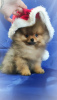 Additional photos: Pomeranian Spitz, mini boy