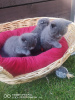 Photo №1. scottish fold - for sale in the city of Canberra | Is free | Announcement № 99063