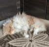 Photo №1. persian cat - for sale in the city of Indianapolis | 300$ | Announcement № 55584