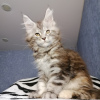 Photo №1. maine coon - for sale in the city of Москва | negotiated | Announcement № 8899