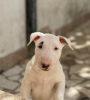 Photo №1. bull terrier - for sale in the city of Москва | negotiated | Announcement № 20392