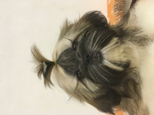 Photo №2 to announcement № 4798 for the sale of shih tzu - buy in Belarus from nursery
