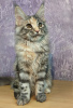 Photo №1. maine coon - for sale in the city of Tyumen | negotiated | Announcement № 9689