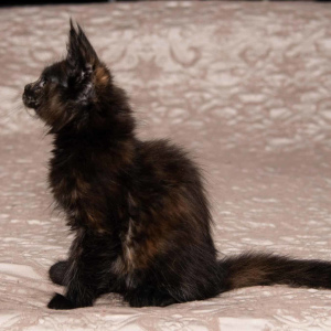 Photo №2 to announcement № 4680 for the sale of maine coon - buy in Russian Federation from nursery