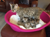 Photo №4. I will sell bengal cat in the city of Cologne. breeder - price - 370$