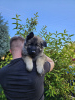 Photo №2 to announcement № 67538 for the sale of  - buy in Poland breeder