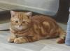 Photo №4. I will sell british shorthair in the city of Dnipro. from nursery - price - 354$