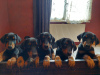 Additional photos: Purebred Doberman puppies for sale 2 months old.