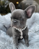 Photo №1. french bulldog - for sale in the city of Arel | 423$ | Announcement № 96319