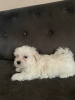 Photo №2 to announcement № 41147 for the sale of maltese dog - buy in Ukraine private announcement