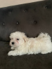 Photo №2 to announcement № 41146 for the sale of maltese dog - buy in Ukraine private announcement