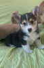 Photo №2 to announcement № 23730 for the sale of welsh corgi - buy in Germany 