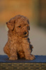 Additional photos: Toy poodle puppies