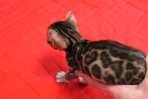 Photo №2 to announcement № 1186 for the sale of bengal cat - buy in Belarus private announcement, from nursery, breeder