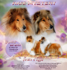 Photo №1. rough collie - for sale in the city of Prague | 1195$ | Announcement № 9840