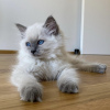 Photo №1. ragdoll - for sale in the city of Гамбург | 422$ | Announcement № 101799