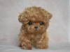 Photo №1. poodle (toy) - for sale in the city of Никосия | negotiated | Announcement № 79579