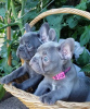 Additional photos: French bulldog