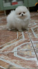 Additional photos: pomeranian