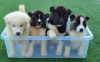 Photo №1. american akita - for sale in the city of Tomsk | 355$ | Announcement № 12232