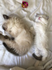 Additional photos: Vet checked Ragdoll Kittens for Sale available now for you