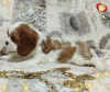 Additional photos: PROMISING GIRL Cavalier King Charles Spaniel