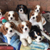 Photo №1. cavalier king charles spaniel - for sale in the city of Bern | negotiated | Announcement № 123452