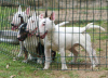 Additional photos: Mini bull terriers