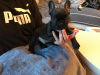 Additional photos: Healthy Male and Female French Bulldog Puppies available now