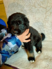 Photo №4. I will sell buryat-mongolian wolfhound in the city of Белоозёрский. breeder - price - 828$