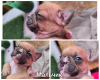 Additional photos: french bulldog puppies