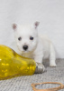 Photo №1. west highland white terrier - for sale in the city of Tiraspol | 845$ | Announcement № 92130