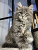 Photo №2 to announcement № 97893 for the sale of maine coon - buy in Germany private announcement