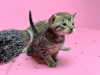 Photo №2 to announcement № 95928 for the sale of savannah cat - buy in Russian Federation breeder