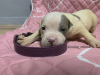 Photo №3. American Bully XL puppy. Serbia