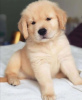 Photo №1. golden retriever - for sale in the city of Split | Is free | Announcement № 91408