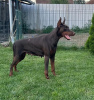 Additional photos: Doberman puppies