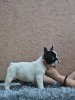 Additional photos: Beautiful french bulldog puppies