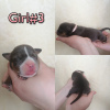 Photo №2 to announcement № 9091 for the sale of american bully - buy in Russian Federation from nursery