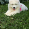 Photo №4. I will sell samoyed dog in the city of Даллас.  - price - 1100$