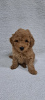 Photo №2 to announcement № 54821 for the sale of poodle (toy) - buy in Serbia private announcement